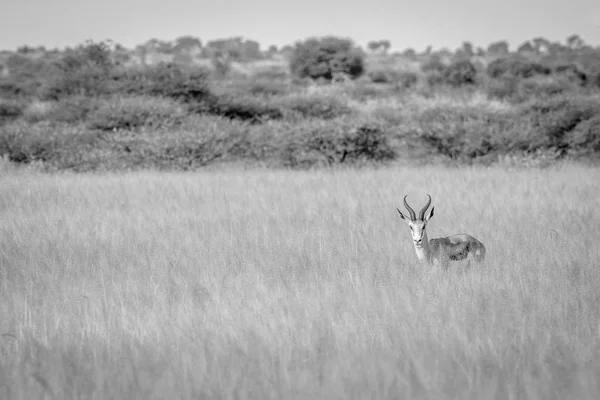 Springbok se uită la cameră . — Fotografie, imagine de stoc