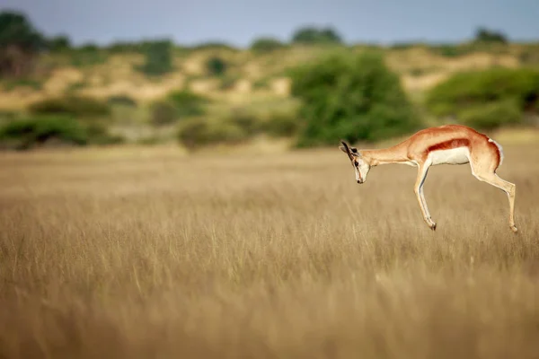 Antilopa skákavá pronking v centrální Kalahari. — Stock fotografie