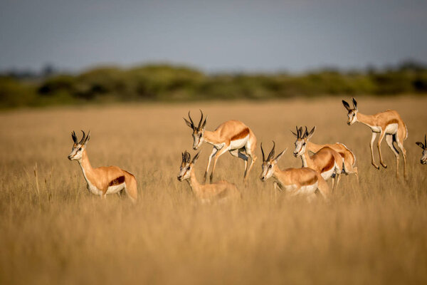 Спрингбоксы в Центральной Калахари
.
