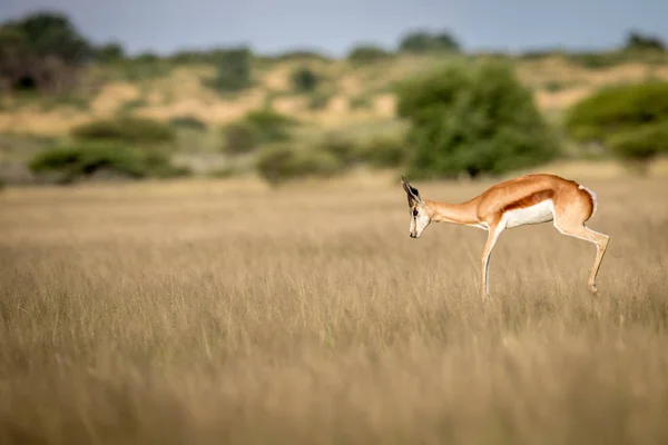 Springbok pronking in the Central Kalahari. — Stock Photo, Image