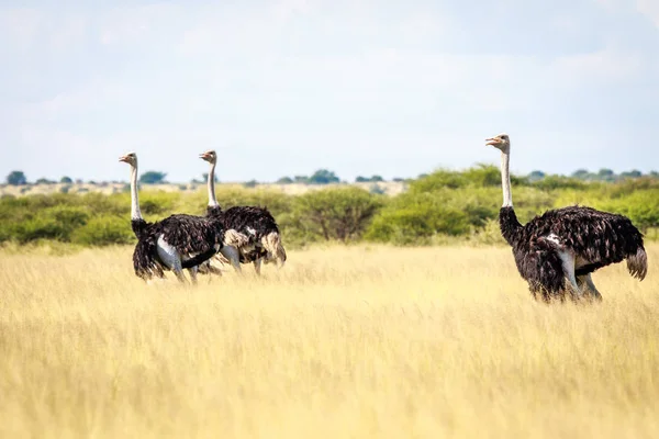 Группа страусов в высокой траве . — стоковое фото