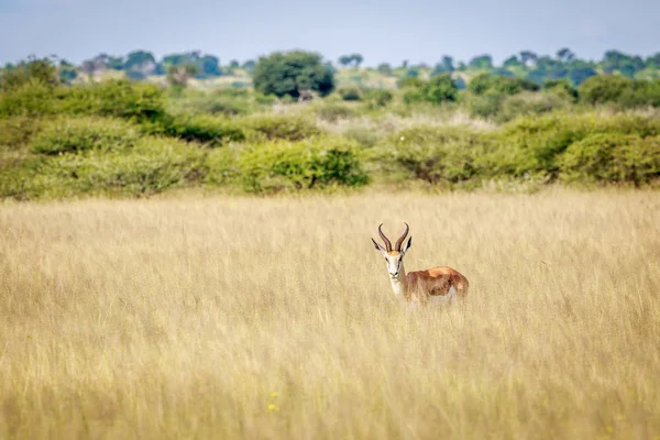 Springbock starrt in die Kamera. — Stockfoto