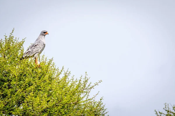 Bir ağaçta soluk ilahi çakır kuşu. — Stok fotoğraf