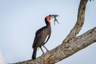 Güney kara Kartallar ile bir ölüm.