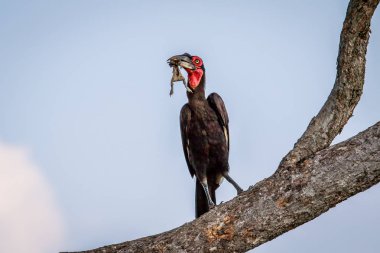 Güney kara Kartallar ile bir ölüm.