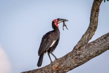 Güney kara Kartallar ile bir ölüm.