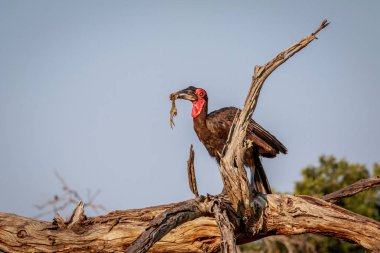 Güney kara Kartallar ile bir ölüm.