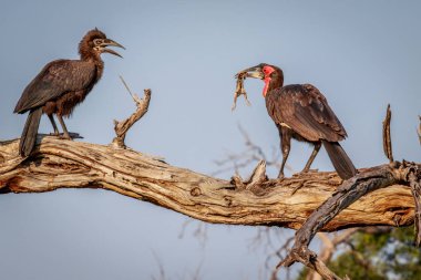 Güney kara Kartallar ile bir ölüm.