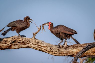 Güney kara Kartallar ile bir ölüm.