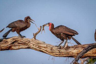 Güney kara Kartallar ile bir ölüm.