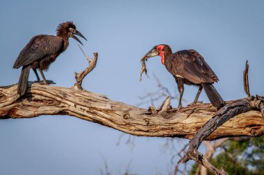 Güney kara Kartallar ile bir ölüm.