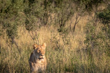Yüksek otların arasında Chobe aslan.