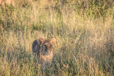 Yüksek otların arasında Chobe aslan.