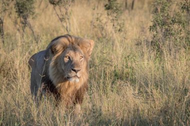 Yüksek otların arasında Chobe erkek aslan.