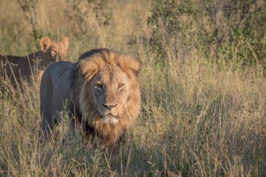 Yüksek otların arasında Chobe erkek aslan.