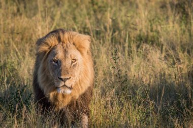 Yüksek otların arasında Chobe erkek aslan.