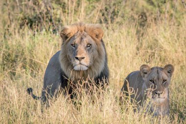 Aslan çift yüksek çim.