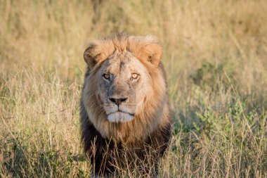 Yüksek otların arasında Chobe erkek aslan.