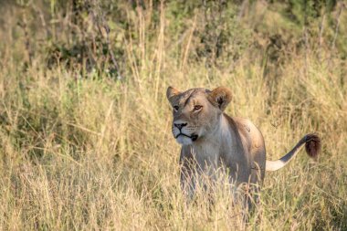 Yüksek otların arasında Chobe aslan.