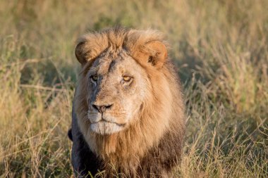 Yüksek otların arasında Chobe erkek aslan.