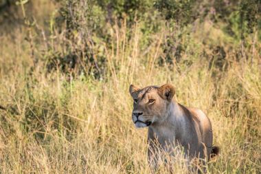 Yüksek otların arasında Chobe aslan.
