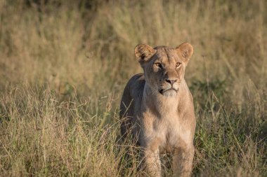Yüksek otların arasında Chobe aslan.