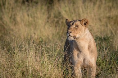 Yüksek otların arasında Chobe aslan.
