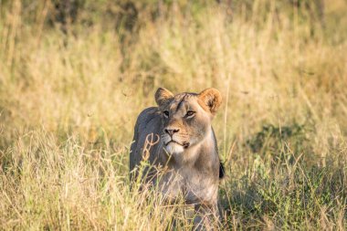 Yüksek otların arasında Chobe aslan.