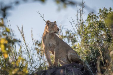 Chobe bir kaya üzerinde oturan dişi aslan.