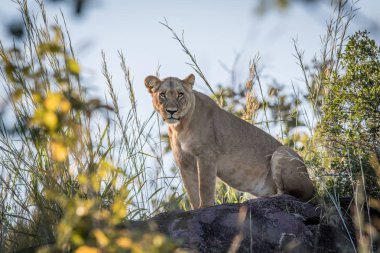 Chobe bir kaya üzerinde oturan dişi aslan.