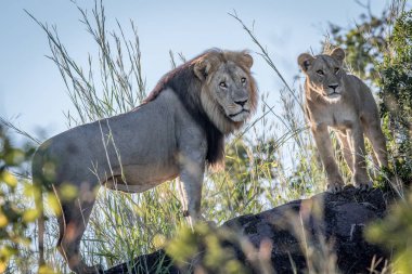 Aslan Chobe bir kaya üzerinde duran Çift.
