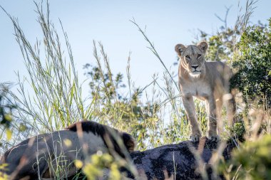Aslan Chobe bir kaya üzerinde duran Çift.