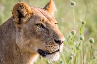 Yan profil Chobe içinde aslan.