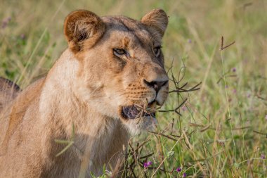 Yan profil yüksek çim aslan.