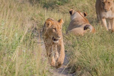 Kameranın doğru yürüyen genç aslan.