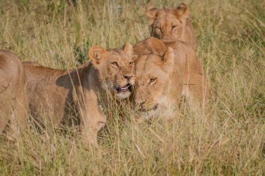 Yüksek otların arasında bağ iki aslan.