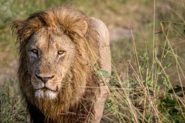 Kameranın doğru yürürken büyük erkek aslan.