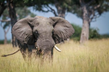 Büyük fil ayakta yüksek çimen.