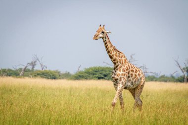 Zürafa Chobe çimenlerde yürüyüş.