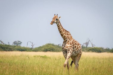 Zürafa Chobe çimenlerde yürüyüş.