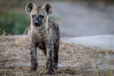 Kameraya yıldızı genç benekli sırtlan.