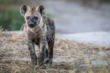 Kameraya yıldızı genç benekli sırtlan.