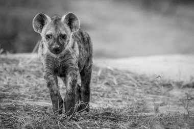 Kameraya yıldızı genç benekli sırtlan.
