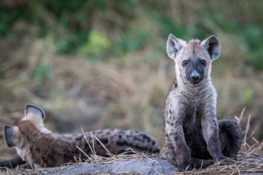 Kameraya yıldızı genç benekli sırtlan.