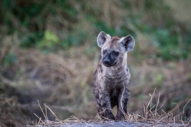 Genç benekli sırtlan yıldızı.