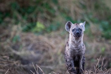 Kameraya yıldızı genç benekli sırtlan.