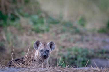 Kameraya yıldızı genç benekli sırtlan.