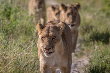 Kameranın doğru yürüyüş aslanlar.