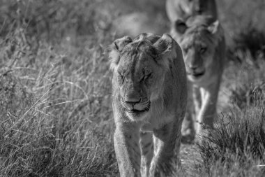 Kameranın doğru yürüyüş aslanlar.