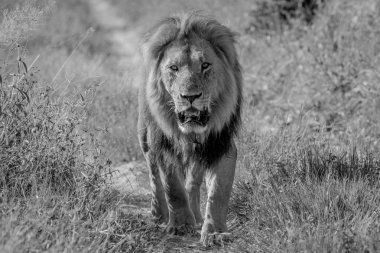 Kameranın doğru yürürken büyük erkek aslan.